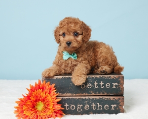 Thomas Cavapoo puppy